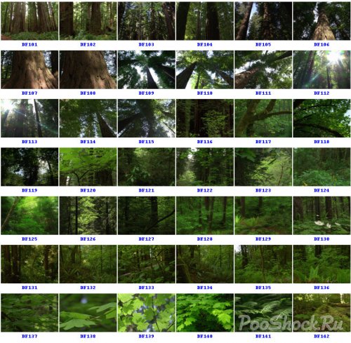 Artbeats - Deep Forest (NTSC)