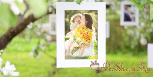 VideoHive - Photo Gallery Blossoms and Bees