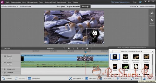 Adobe Premiere Elements 13.0 ML-RUS